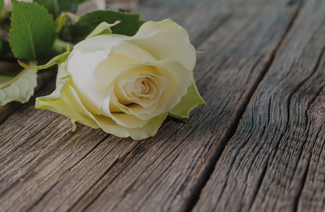 Rose blanche sur bois - Blogue - Crématorium Montréal